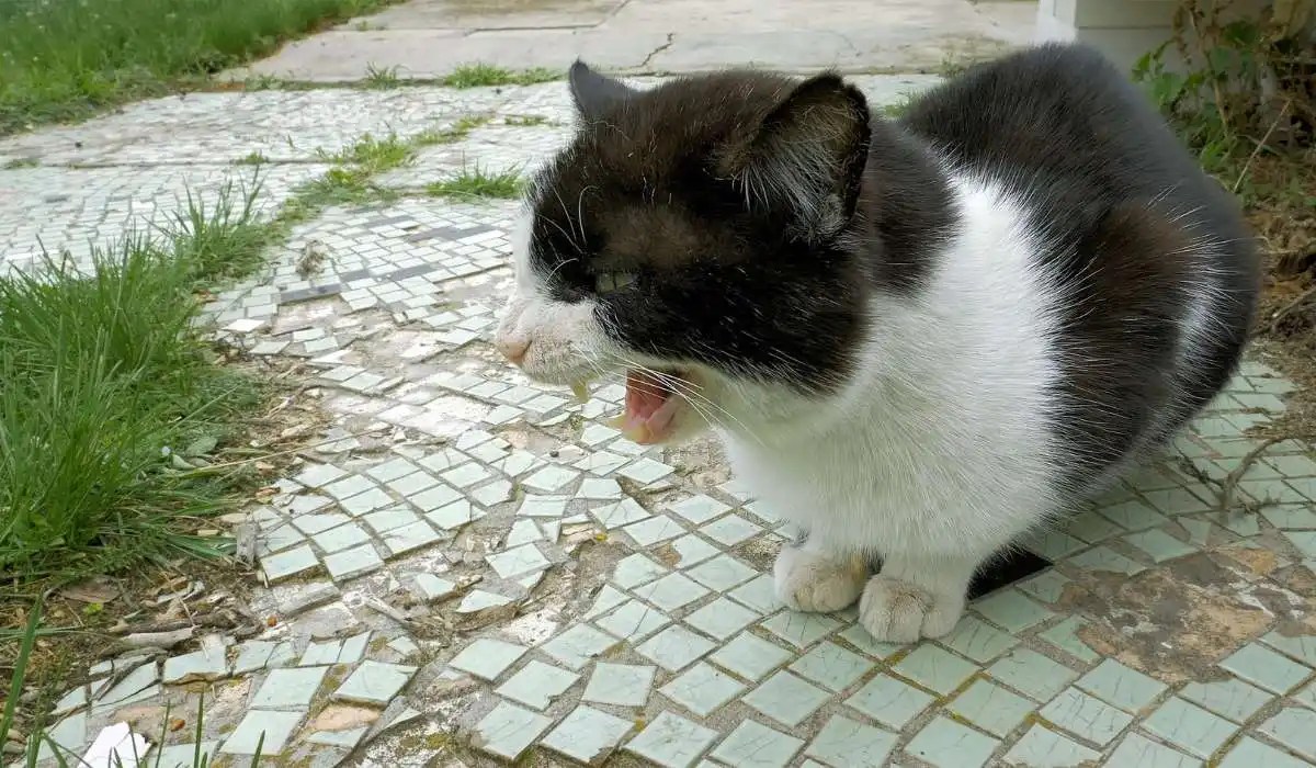 Why Does My Cat Spit at Me My Pets Guide