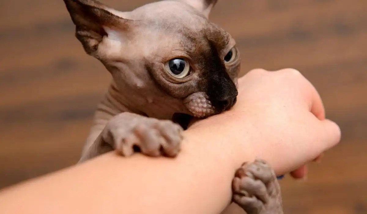 Why Does My Cat Squeeze My Hand My Pets Guide