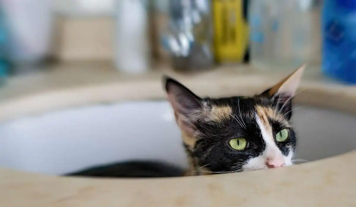 Why Does My Cat Stare at the Sink My Pets Guide