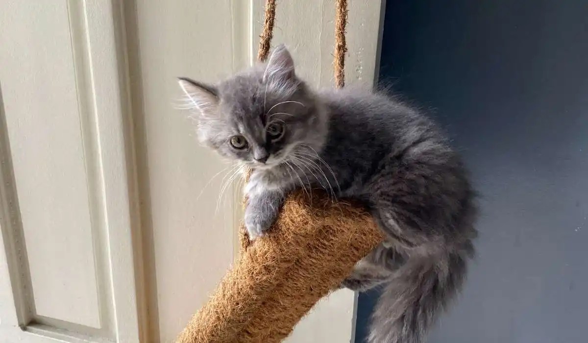 Why Does My Cat Try to Climb the Door Frame My Pets Guide