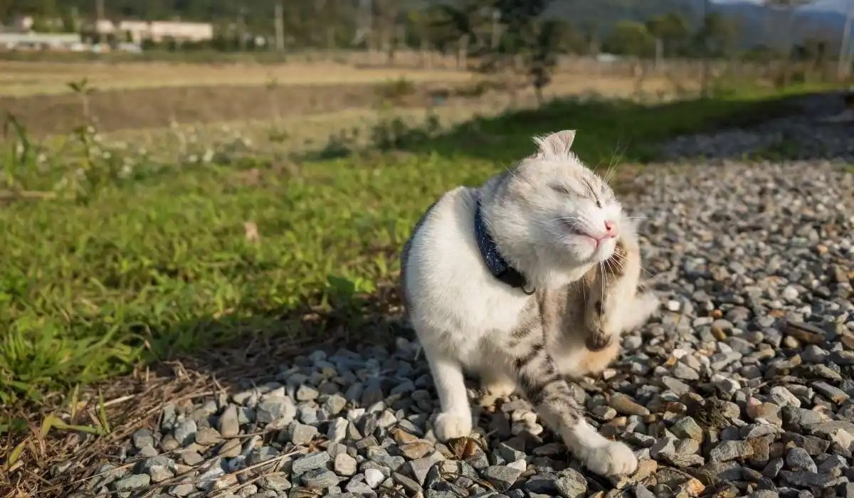 Why Does My Cat Itch His Neck My Pets Guide