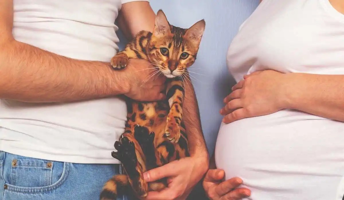 Why Is My Cat Afraid of My Husband My Pets Guide