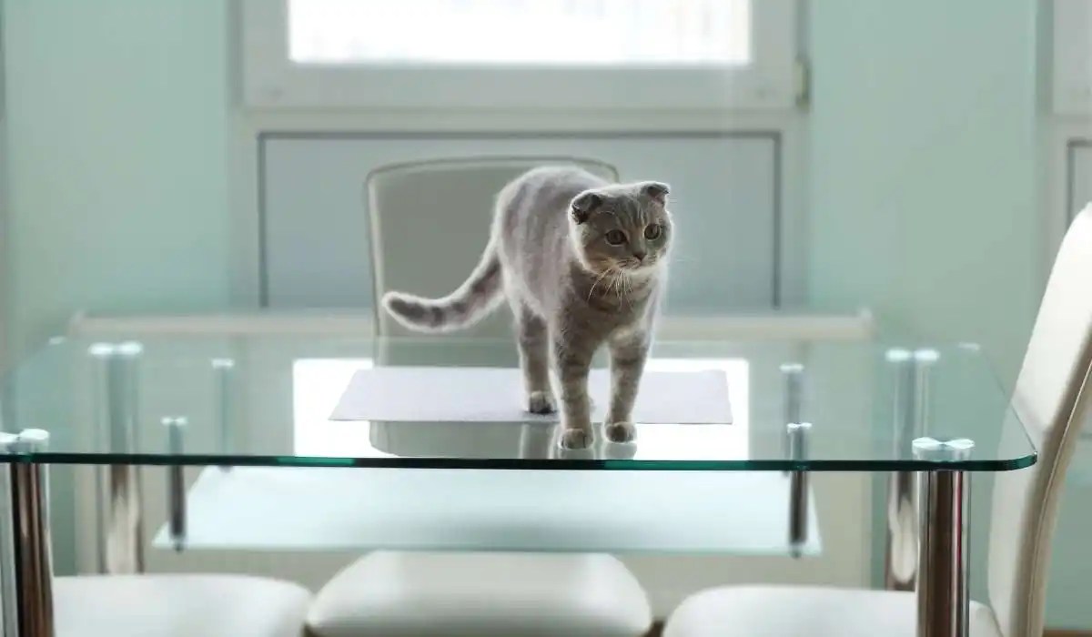 Why Is My Cat Avoiding the Floor My Pets Guide