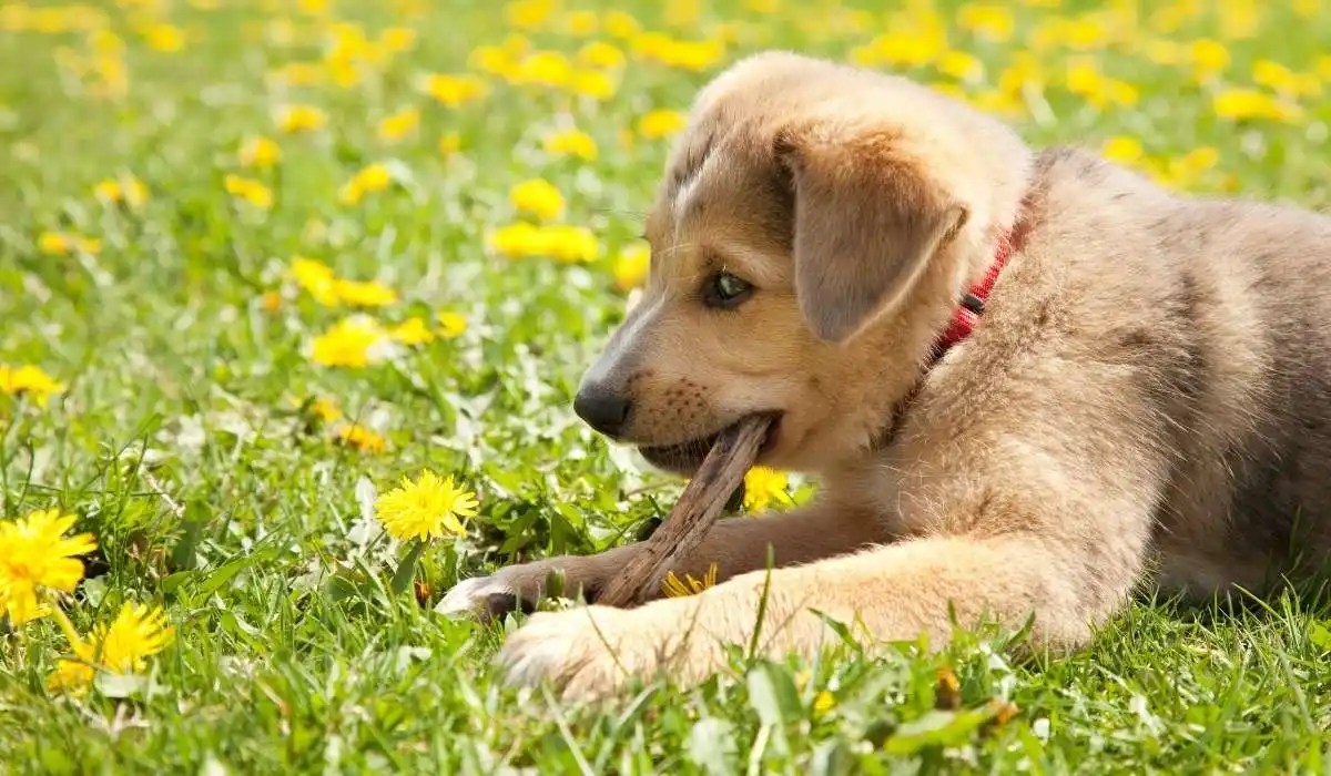 Why Is My Puppy Nipping My Pets Guide