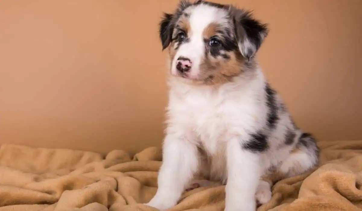 Why Is My Puppy Shaking My Pets Guide