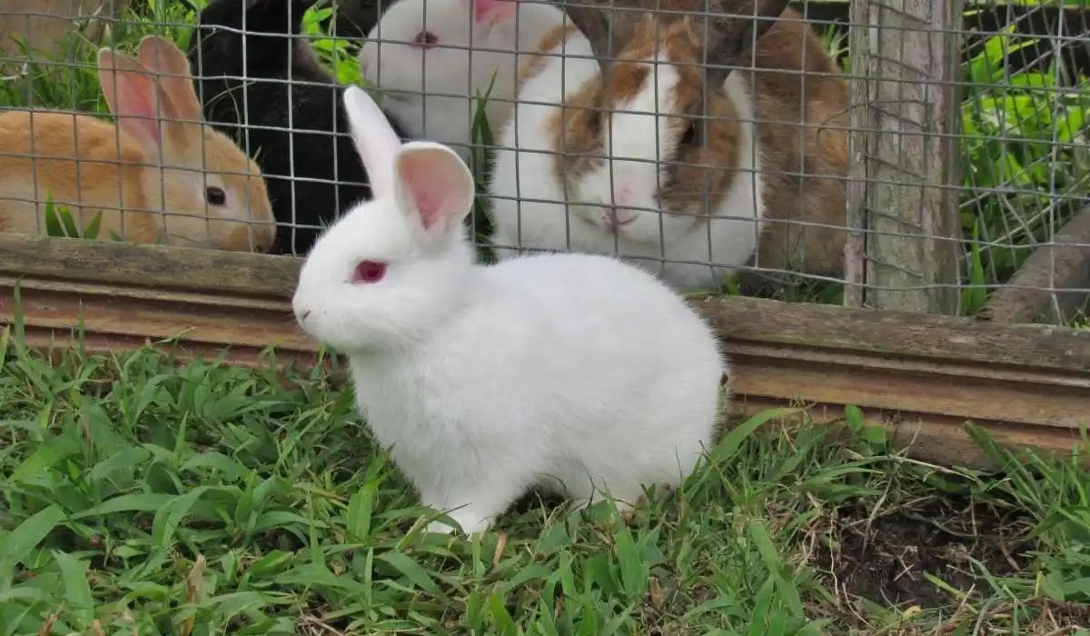 Why Is My Rabbit Breathing Fast My Pets Guide