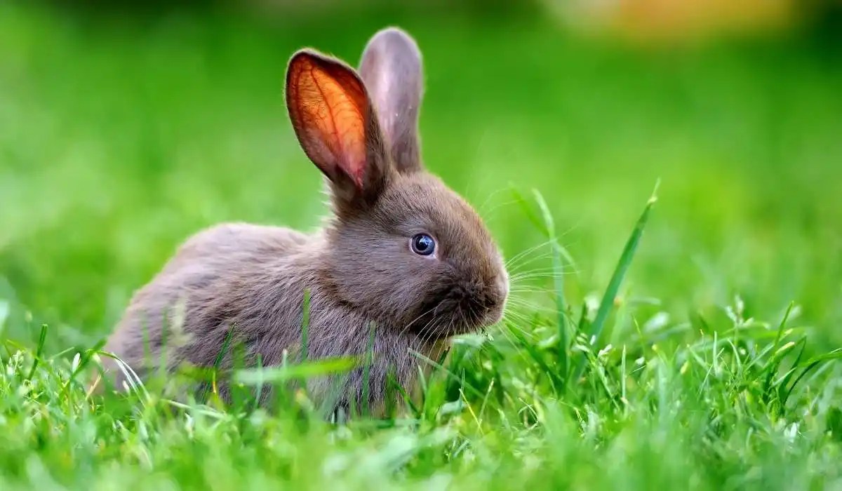 Why Is My Rabbit Not Eating My Pets Guide