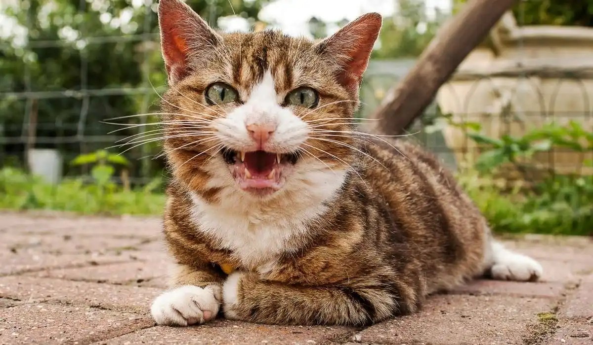 Why Is a Cat Crying Outside My House My Pets Guide