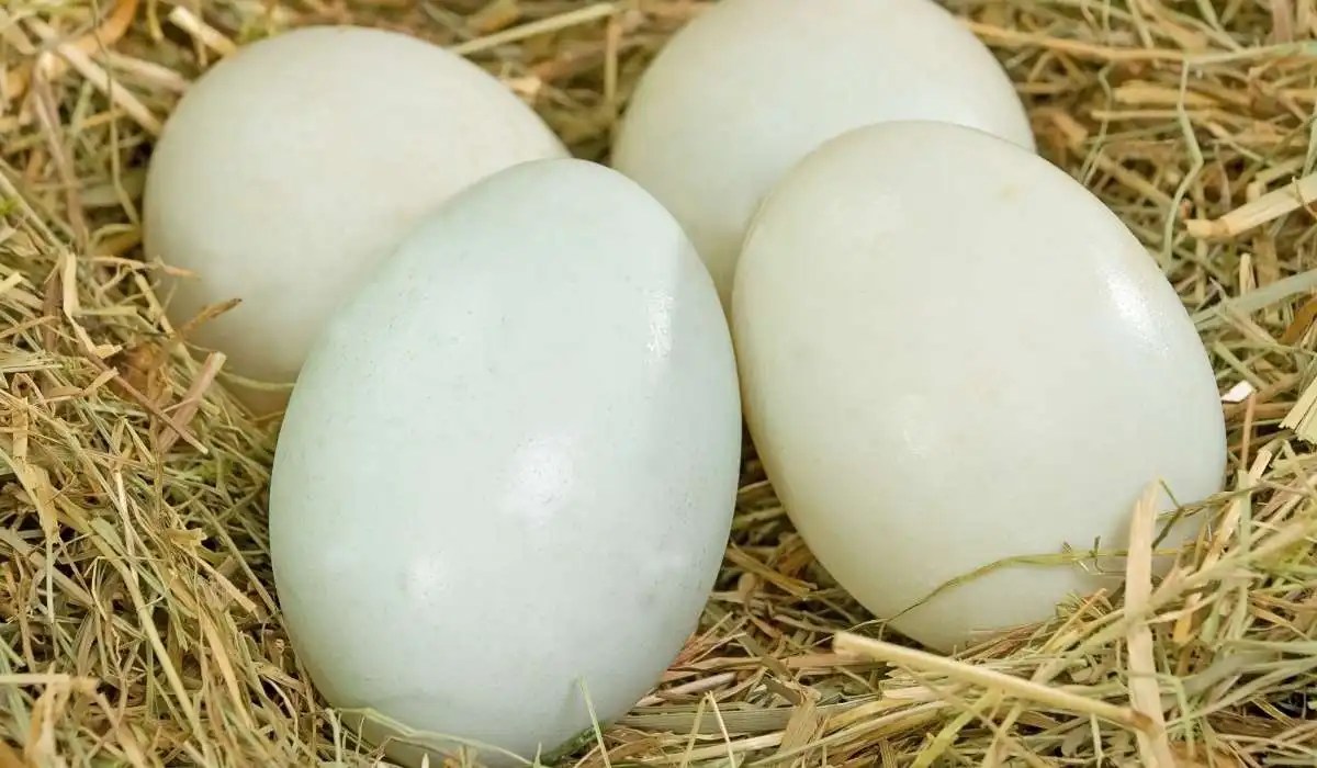 Can Cat Eat Duck Egg My Pets Guide