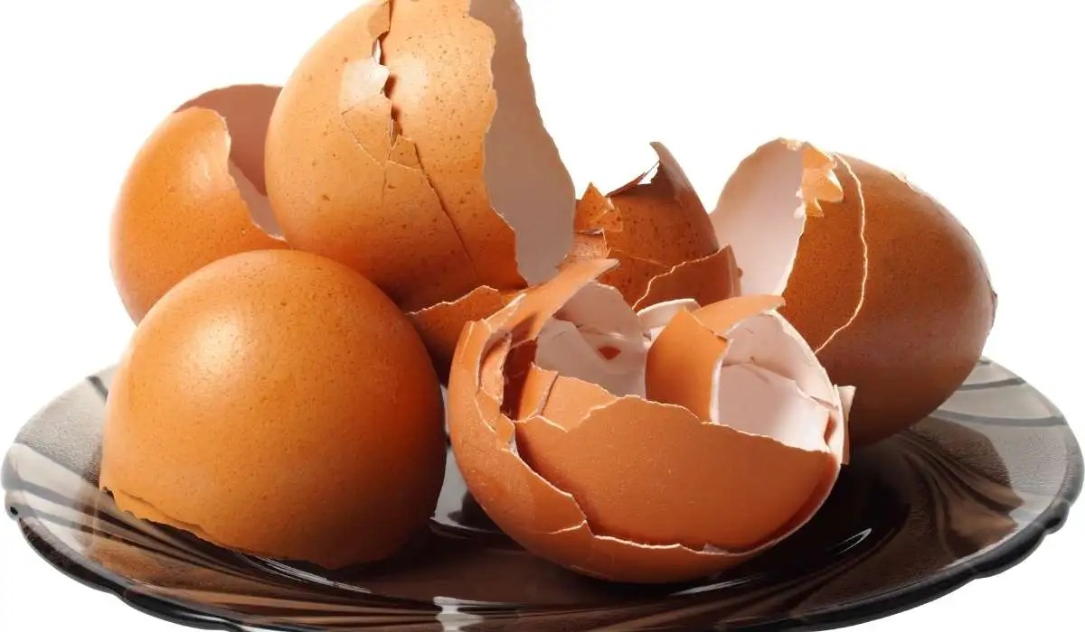 Can Cat Eat Egg Shell My Pets Guide