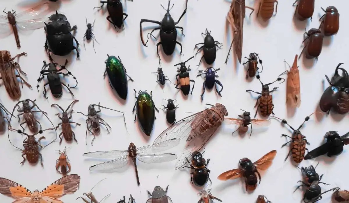 Can Cat Eat Insects My Pets Guide