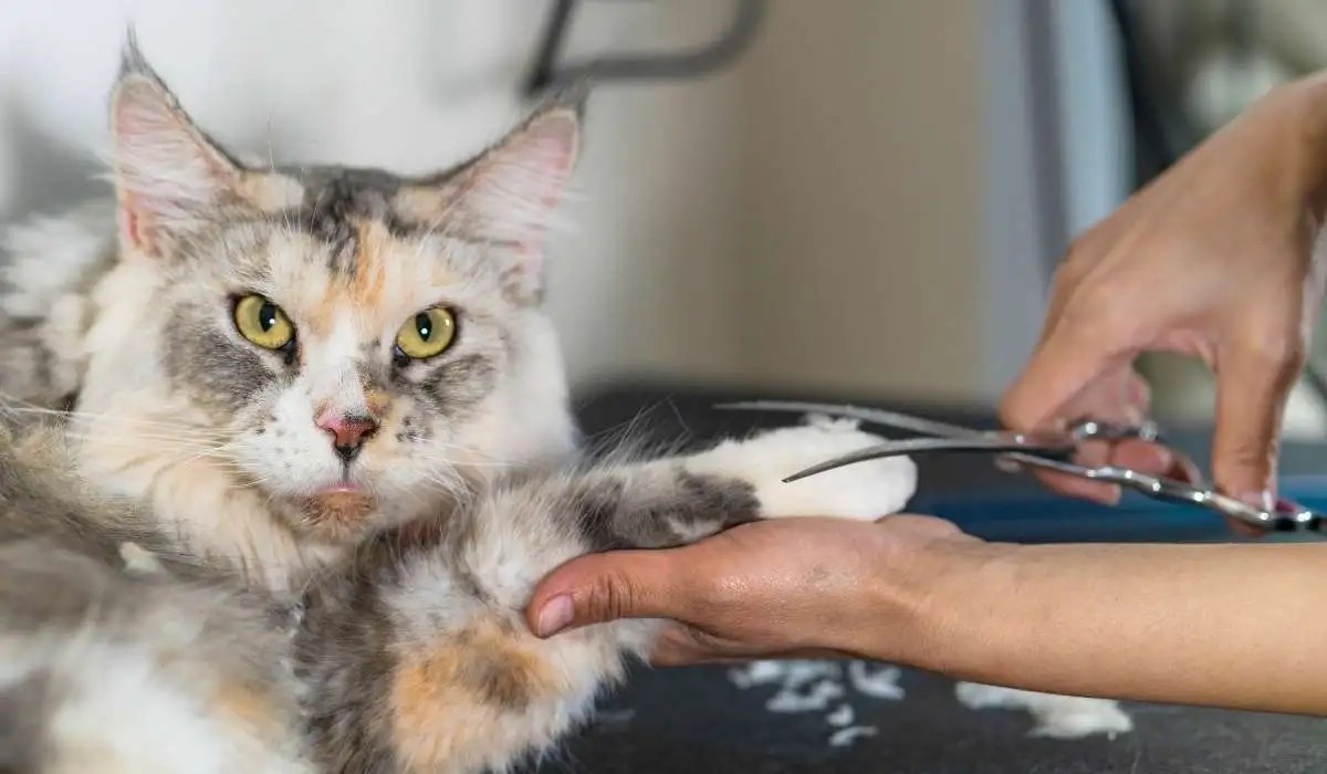 Do Cats Get Haircuts My Pets Guide