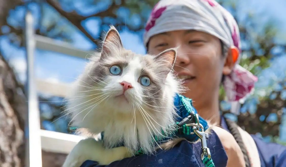 Do Cats Like Being Talked to My Pets Guide