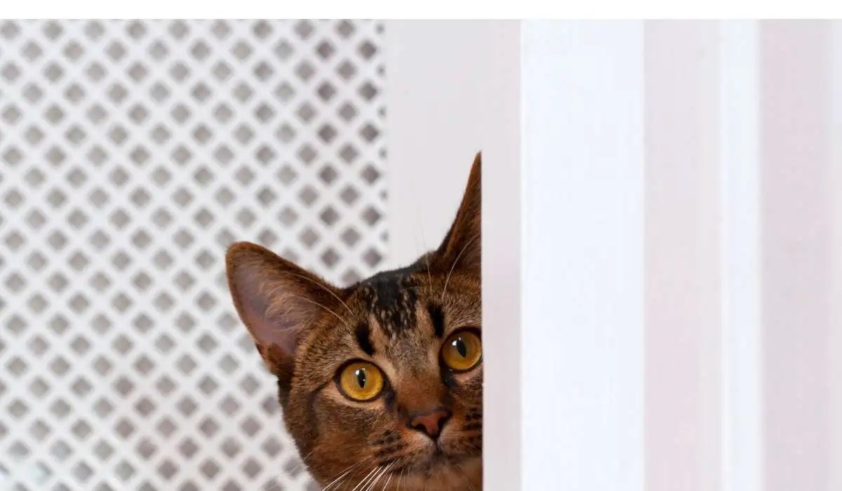 Do Cats Pee Out of Spite My Pets Guide