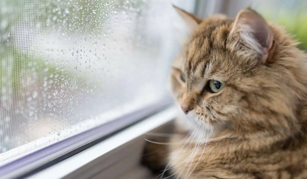 Do Cats Remember Abuse My Pets Guide