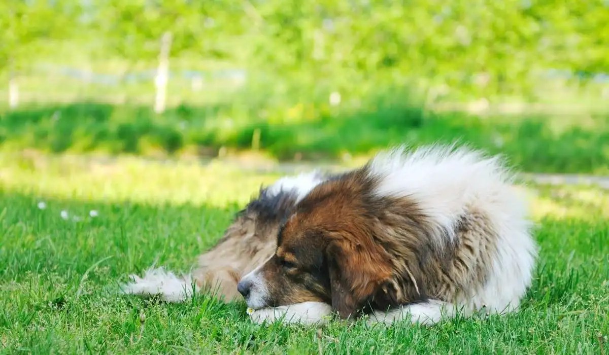 Dog Coughing Honey My Pets Guide