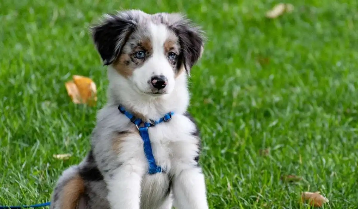 Is Chicken Liver Good for Dogs My Pets Guide