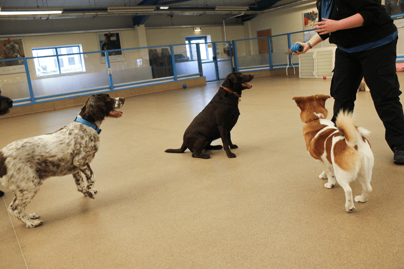 mypetstop Doggy Day Camp Washington