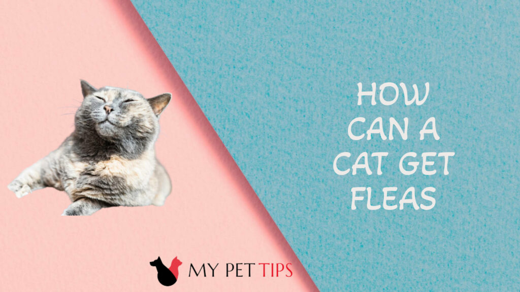 How can a cat get fleas