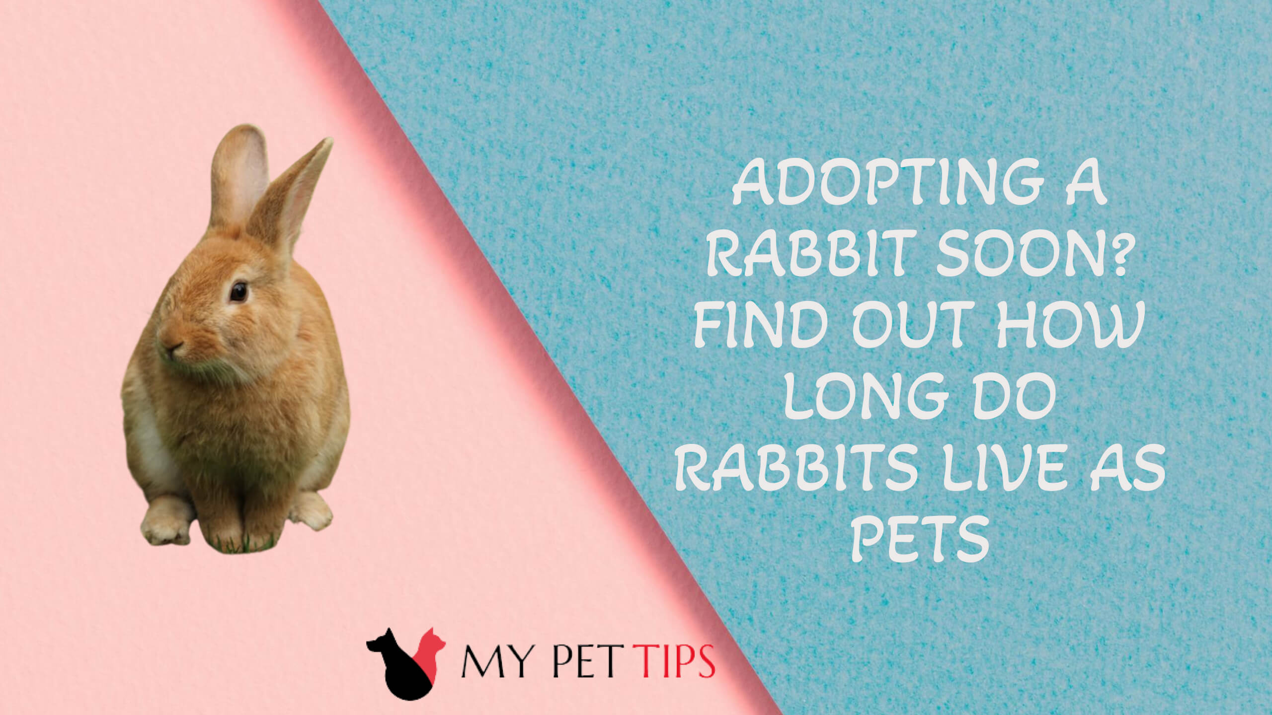 How Long Do Rabbits Live as Pets? Get the Facts