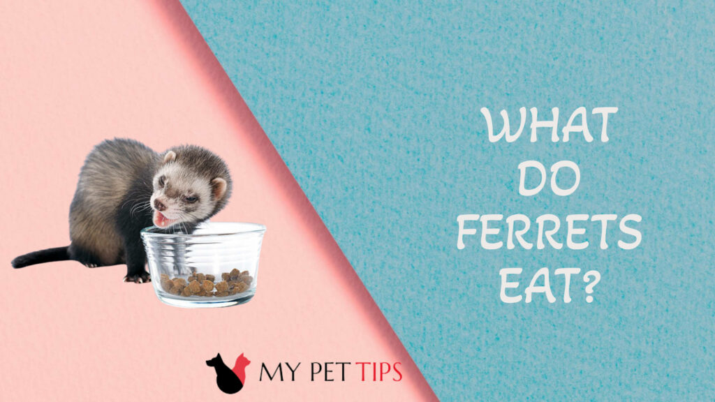 What do Ferrets Eat? A Comprehensive Guide to Feeding Your Pet Ferret