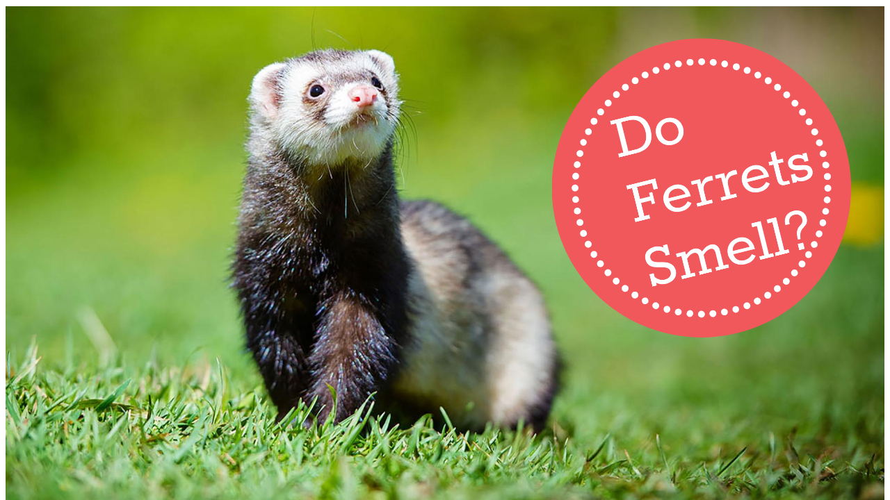 Do Ferrets Smell? My Pet Tips