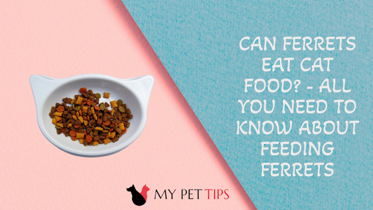 Can Ferrets Eat Cat Food? All You Need to Know About Feeding Ferrets