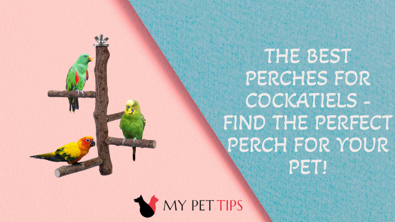 The Best Perches for Cockatiels Find the Perfect Perch for Your Pet!