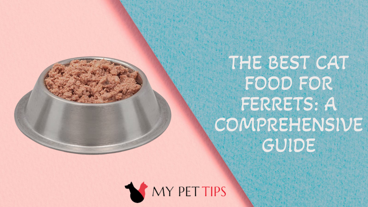The Best Cat Food for Ferrets A Comprehensive Guide