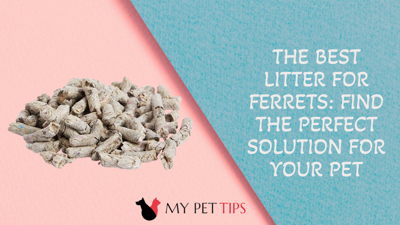 The Best Litter for Ferrets Find the Perfect Solution for Your Pet