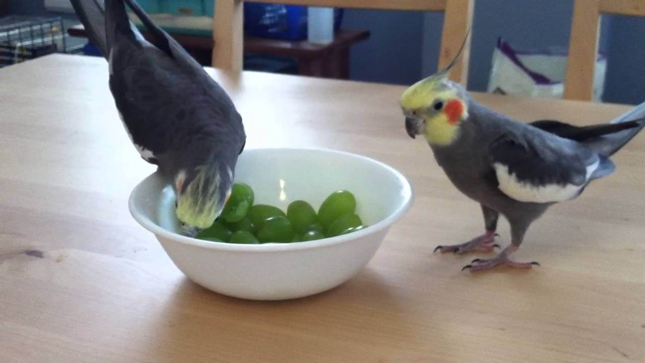 What Can Cockatiels Eat? A Complete Guide to Feeding Your Pet Cockatiel