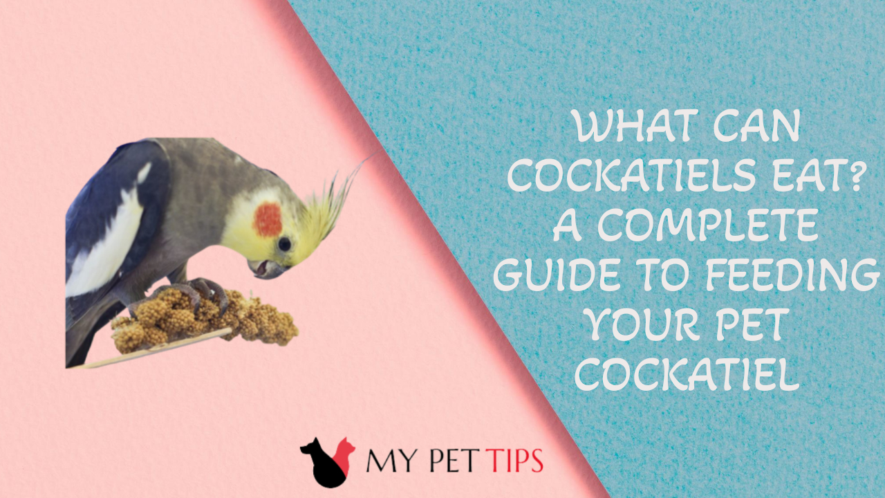 what can cockatiels eat as a treat Archives My Pet Tips
