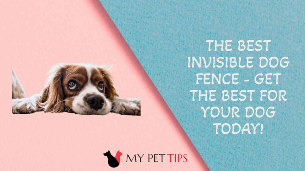 The Best Invisible Dog Fence Get the Best for Your Dog Today!