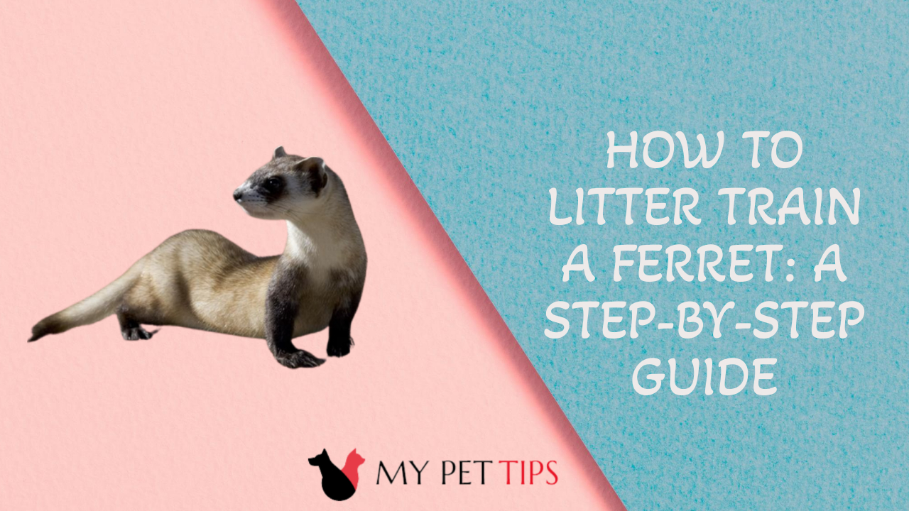 How To Litter Train A Ferret A StepbyStep Guide