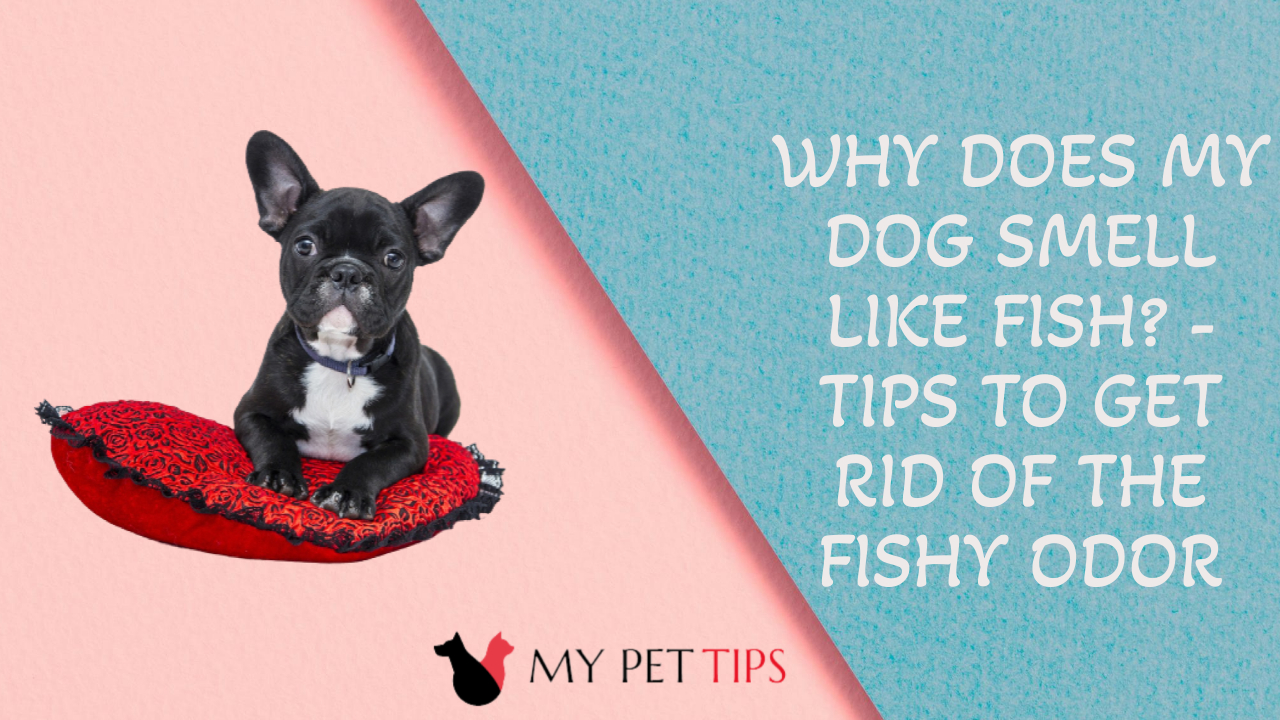 Why Does My Dog Smell Like Fish? Tips to Get Rid of the Fishy Odor
