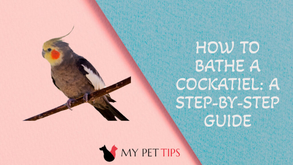 How to Bathe a Cockatiel A StepbyStep Guide
