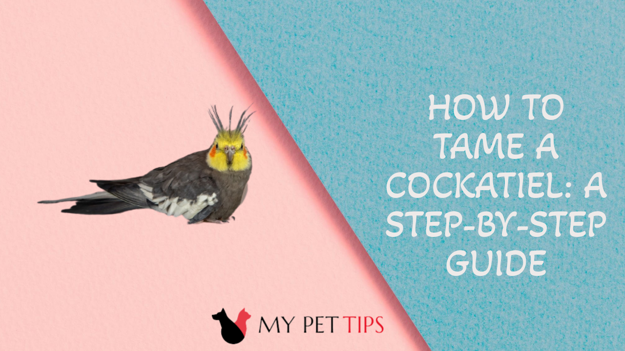 How to Tame a Cockatiel A StepbyStep Guide