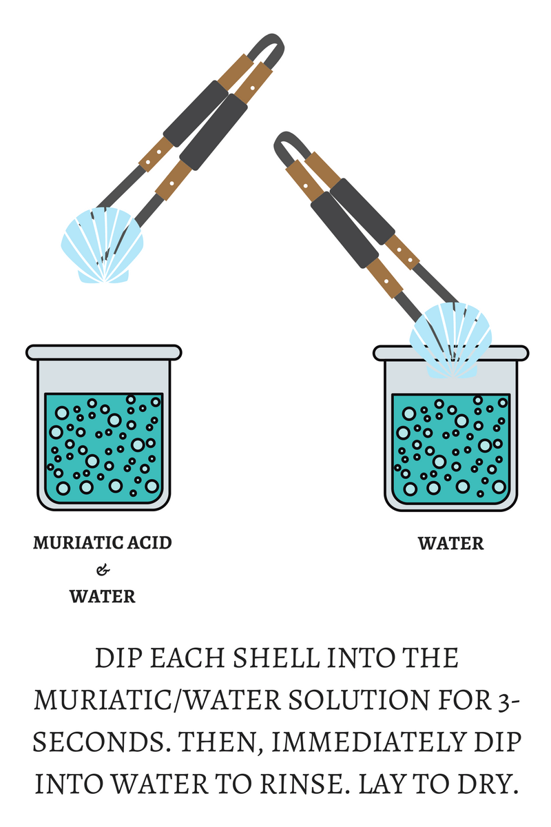How to Clean Sea Shells with Muriatic Acid Solution and Disposal My