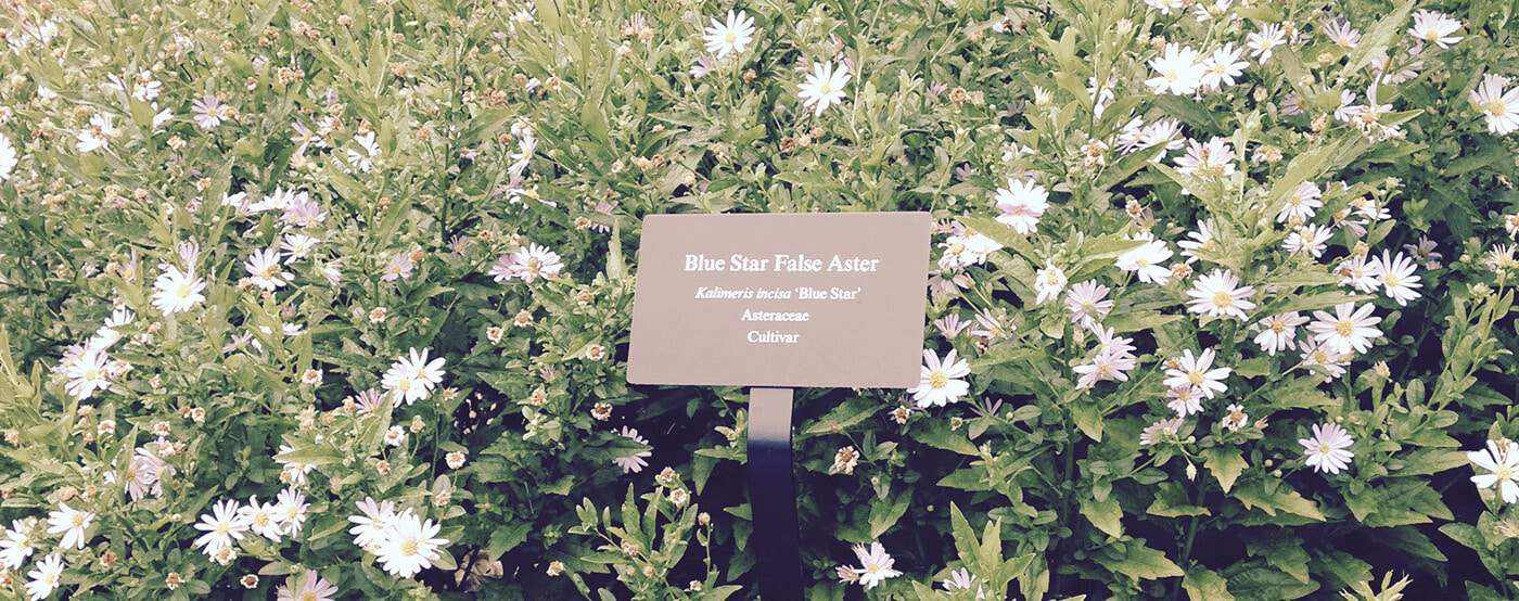 Custom Garden & Informational Signs My Plant Label