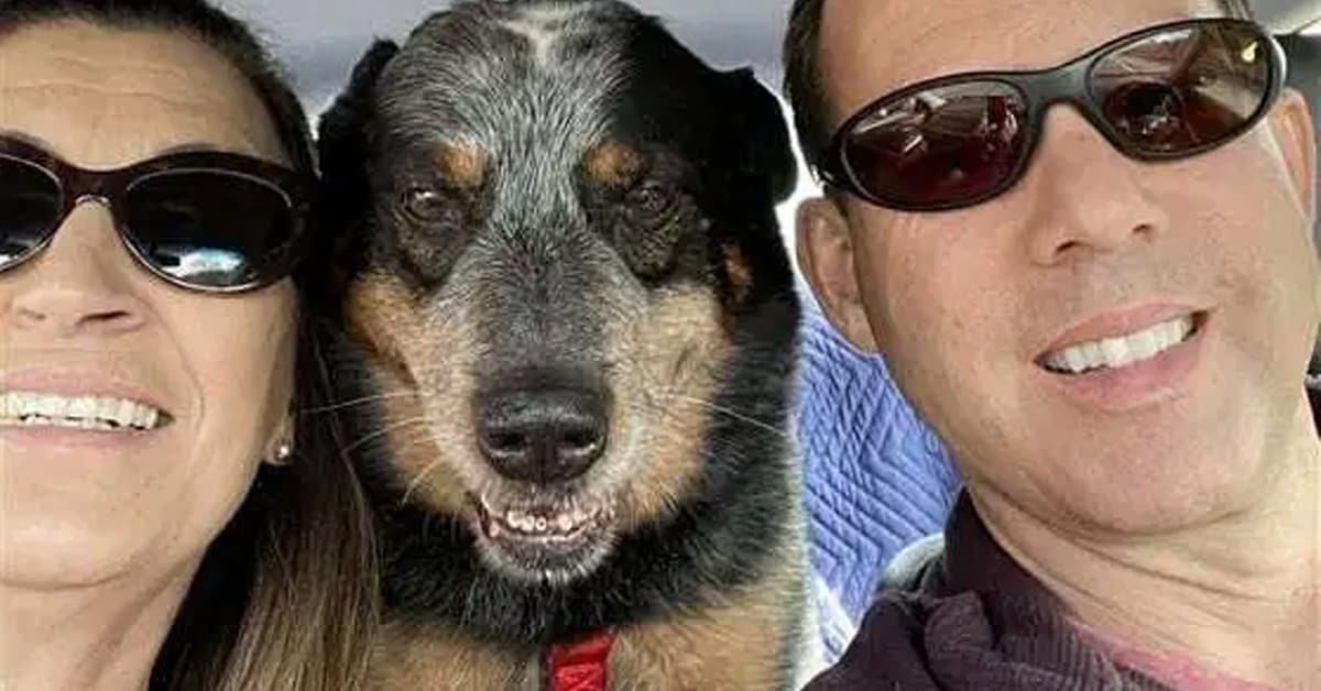 Loyal dog who refused to leave owner’s remains during a snowstorm finds ...