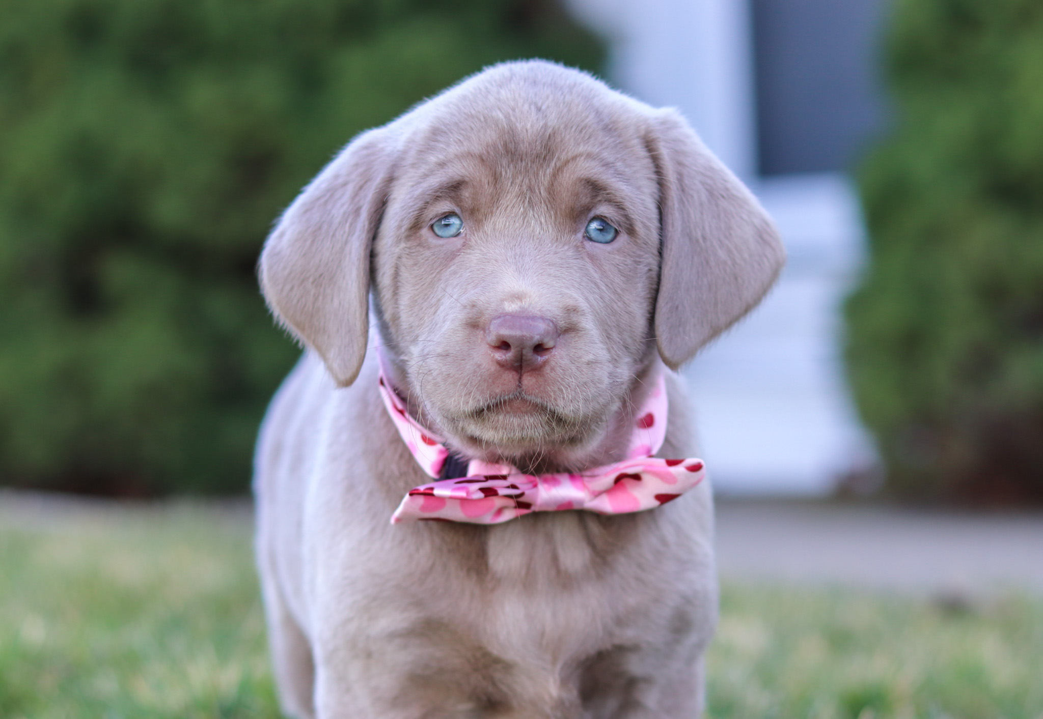 Labrador Retriever Puppies for sale My Pup Central