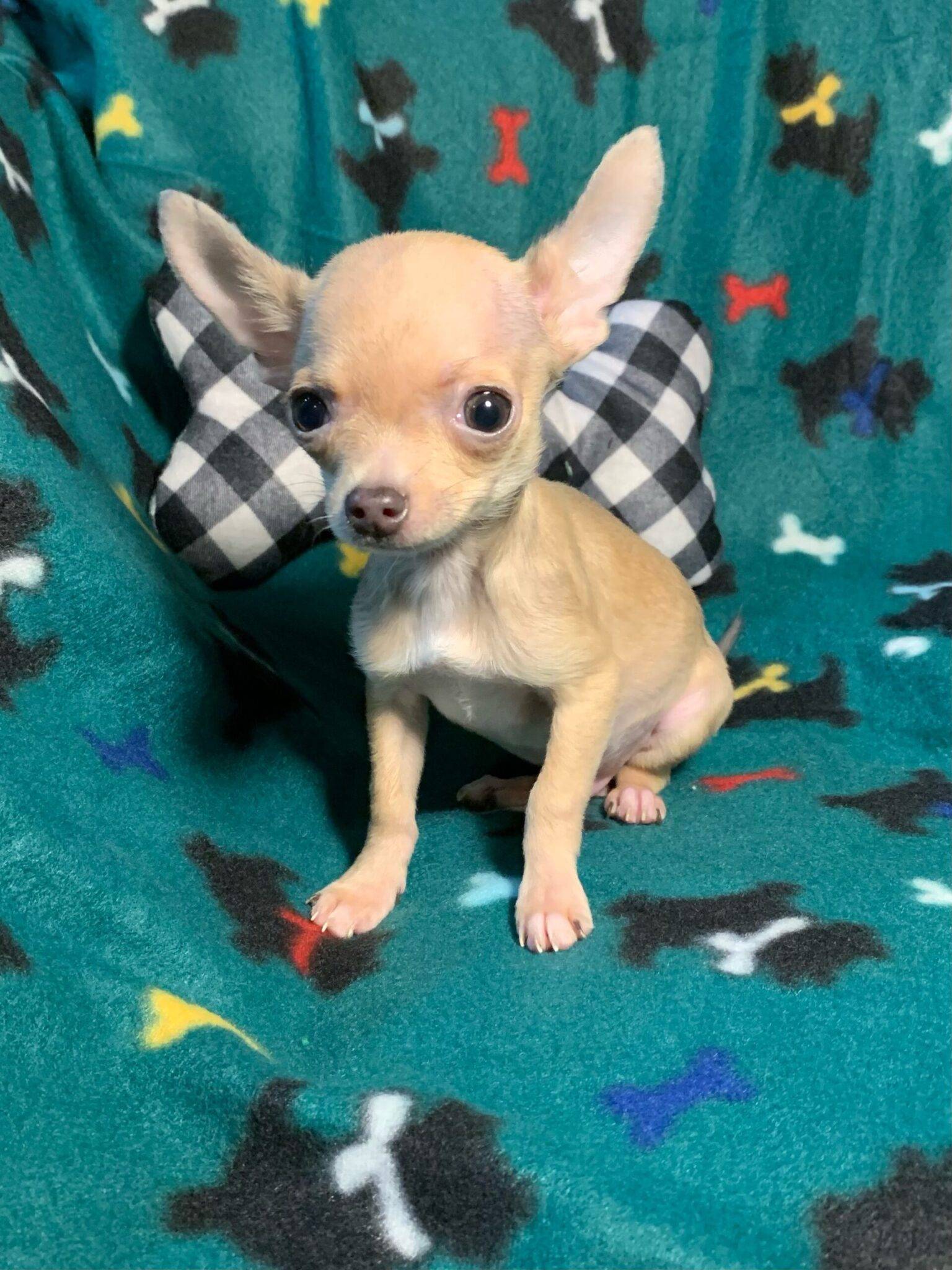 Chihuahua Teacups For Sale Puppy Therapy LLC