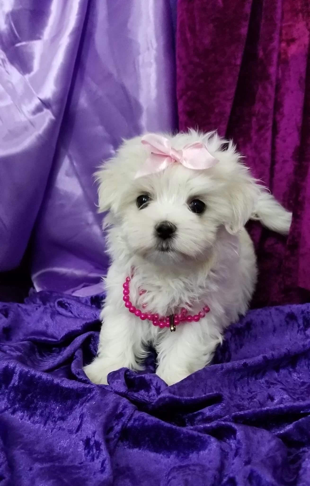 Adorable Teacup Maltese Dog Maria for Sale Perfect Girly Pet