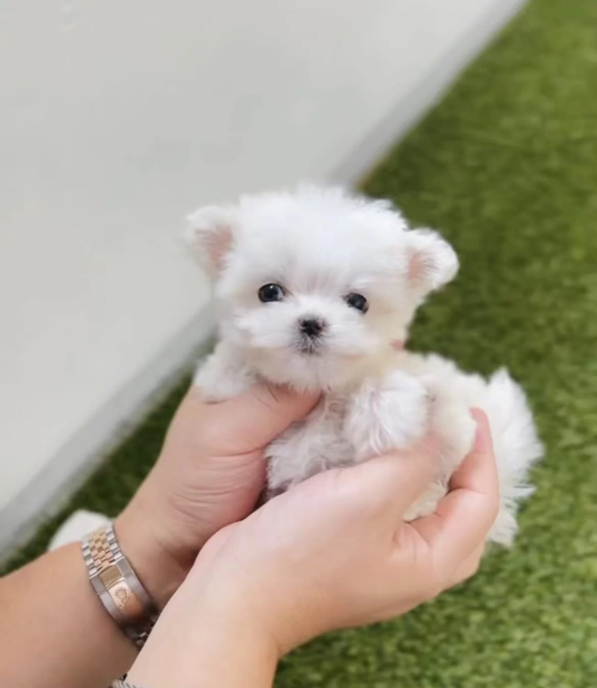 Adorable Teacup Maltese Dog Maria for Sale Perfect Girly Pet
