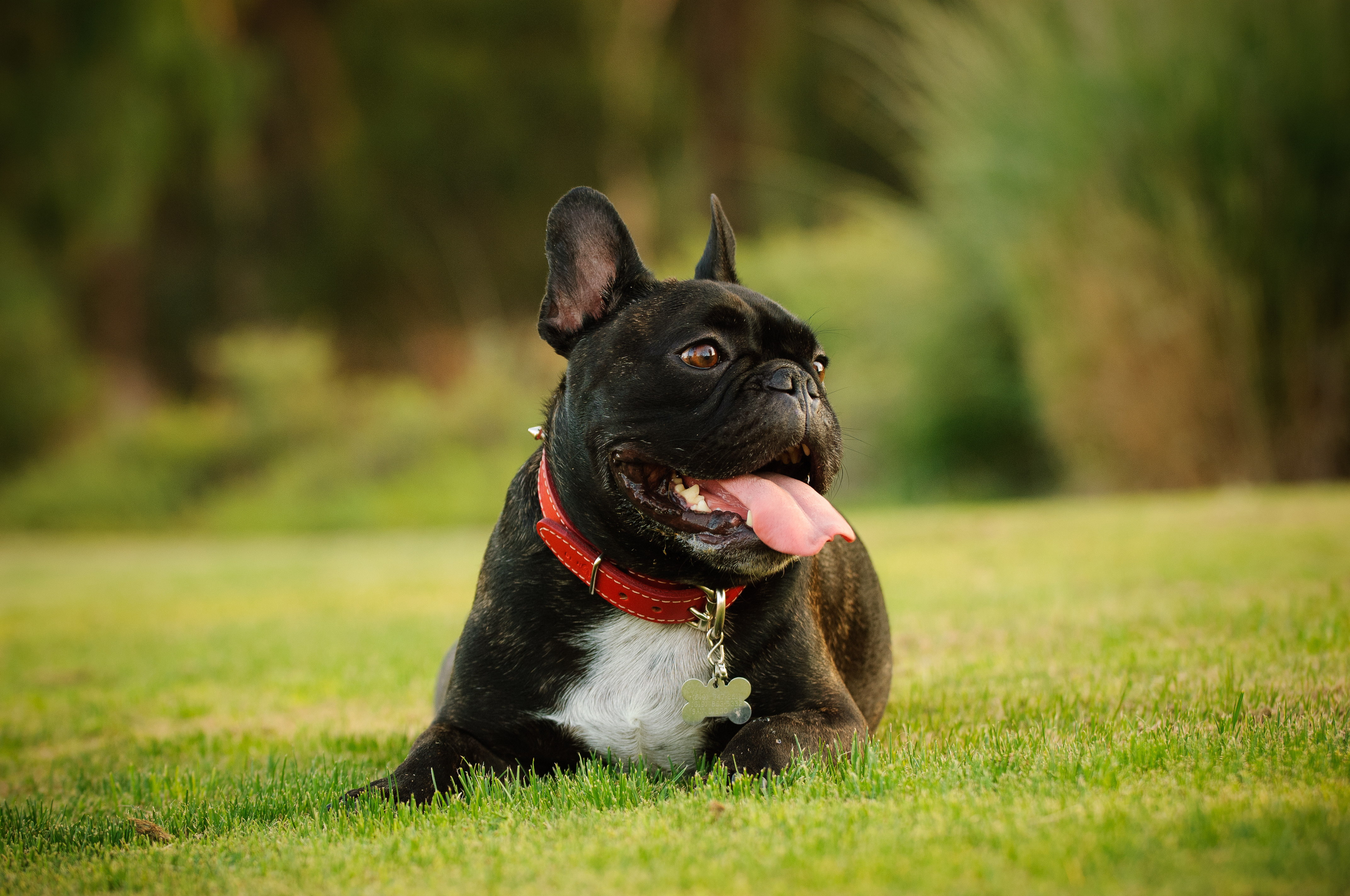 Best Dogs for Apartment Life Small, Medium, & Large My