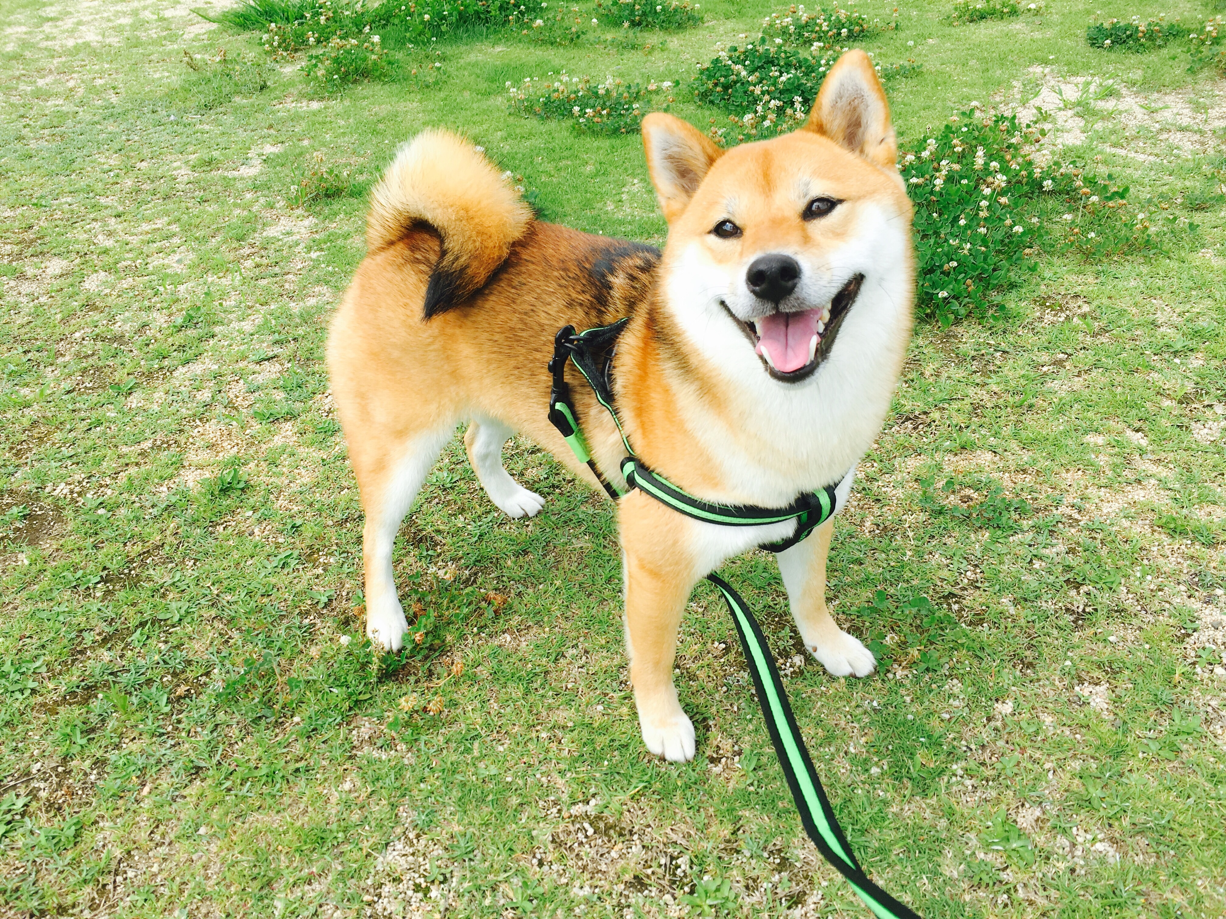 Best Dogs for Apartment Life Small, Medium, & Large My PWD & Me