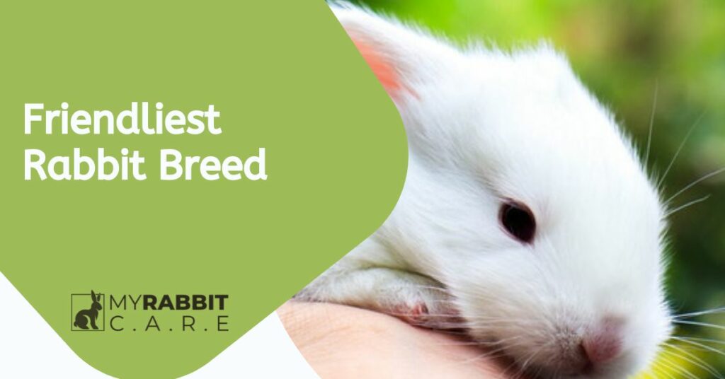 10 Friendliest Rabbit Breed Reasons To Adopt Them