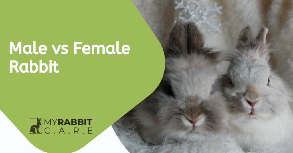 Male Vs Female Rabbit as Pets Which One You Should Get?