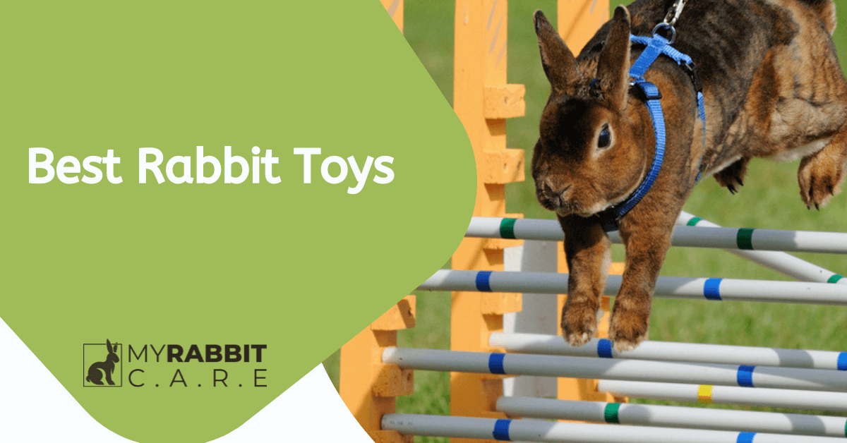 16 Best Rabbit Toys DIY and Things To Consider