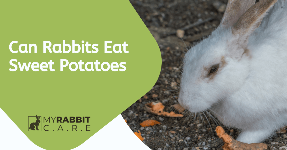 Can Rabbits Eat Sweet Potatoes? Risks of Overfeeding